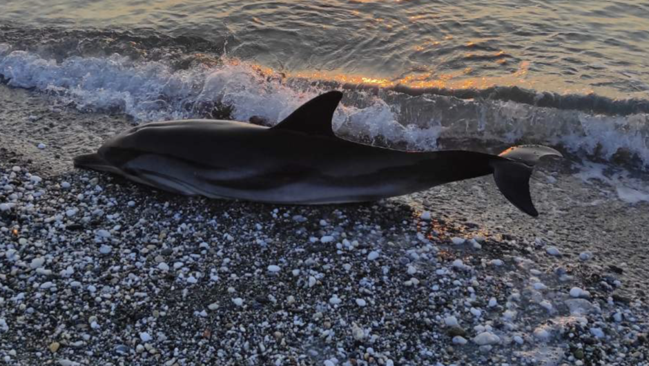 Θλιβερό θέαμα: Δελφίνι ενάμιση μέτρου ξεβράστηκε νεκρό στη Βελίκα (φωτο – βίντεο)