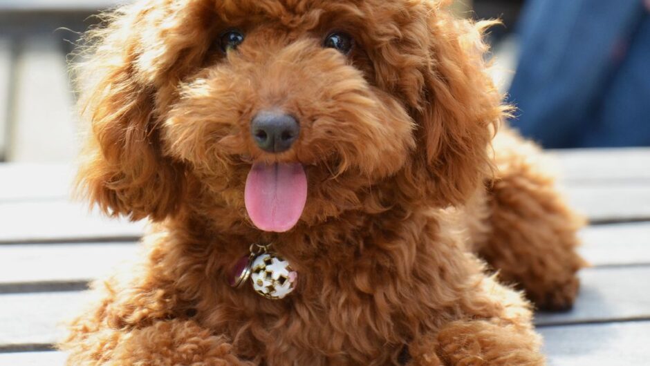 Συμβουλές για να μάθεις τον σκύλο σου να μένει μόνος του στο σπίτι