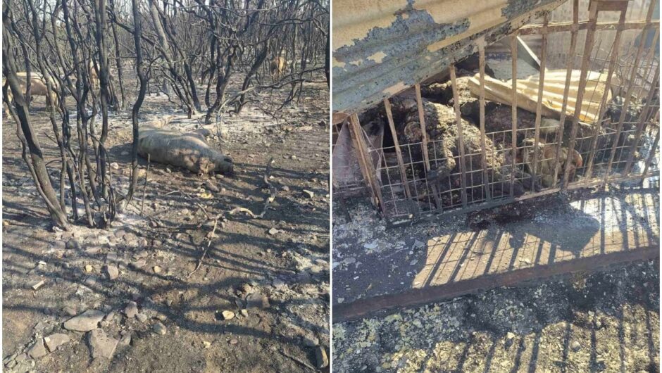 Φωτιά στον Έβρο: Εικόνες Αποκάλυψης – Στάχτη 1.200 κυψέλες και πάνω από 900 ζώα