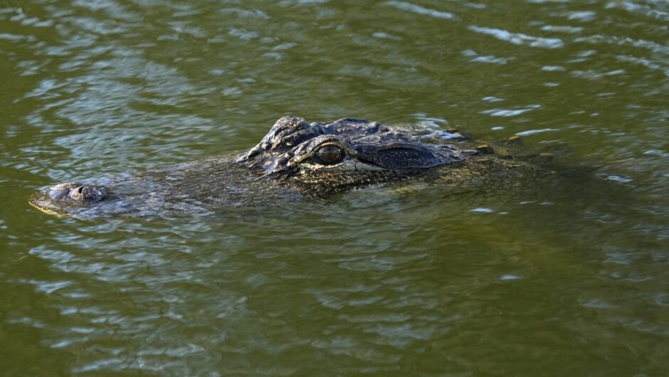 Ινδονησία: 38χρονη πάλευε μιάμιση ώρα για τη ζωή της με κροκόδειλο
