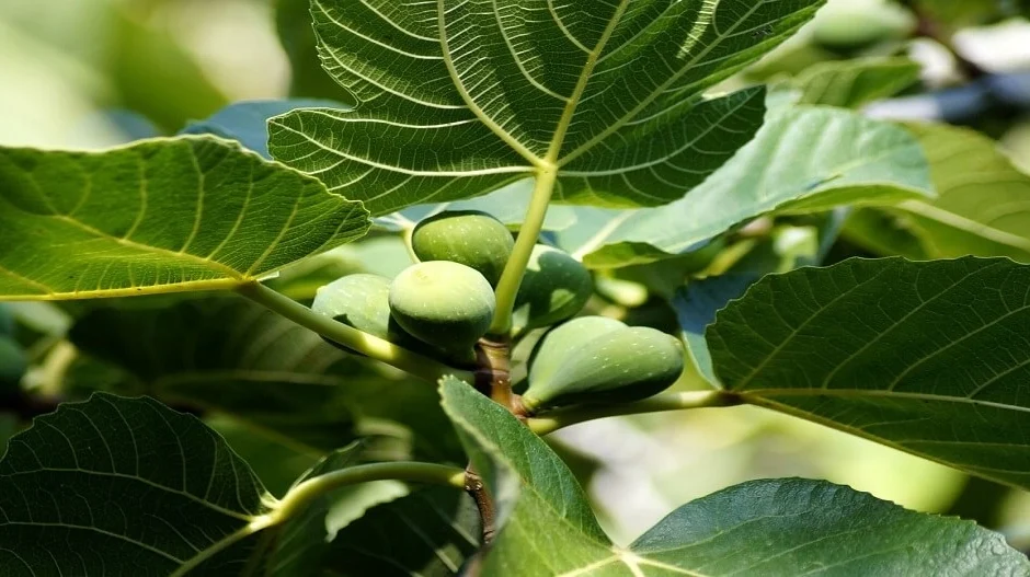 Πώς να συλλέξετε, να αποξηράνετε και να αποθηκεύσετε φύλλα συκιάς