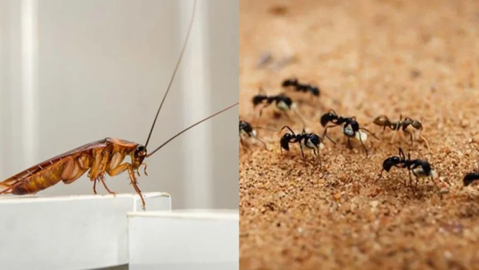 Η φυσική μυρωδιά που δεν αντέχουν με τίποτα οι κατσαρίδες και τα μυρμήγκια