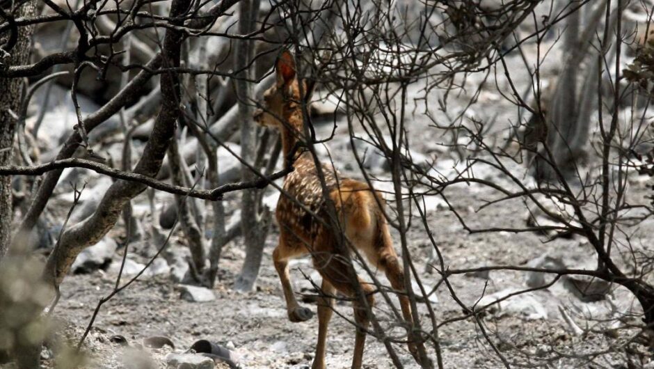 Θα ζητήσει κανείς την απαγόρευση του κυνηγιού;
