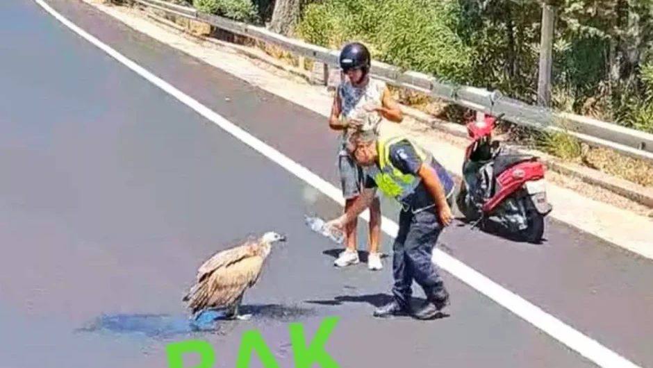 Όρνια καταρρέουν το ένα μετά το άλλο στην εθνική οδό – Φωτογραφίες