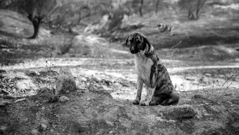 Δεν χρειάστηκα τον Θεό, μεγαλειότατε