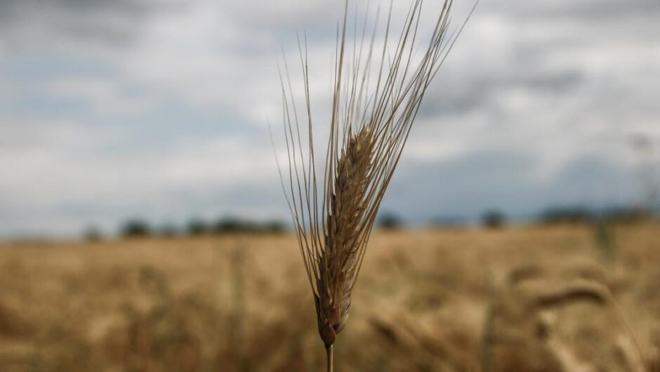 Ακρίβεια στο ψωμί / Καταγγέλλουν την κραυγαλέα κερδοσκοπία των αλευρόμυλων με αριθμούς