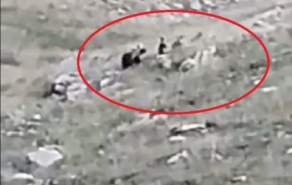 ΑΡΚΟΥΔΑ ΜΕ ΤΑ ΑΡΚΟΥΔΑΚΙΑ ΤΗΣ ΚΑΝΕΙ ΒΟΛΤΑ ΣΤΟΥΣ ΚΑΛΛΑΡΥΤΕΣ (ΒΙΝΤΕΟ)