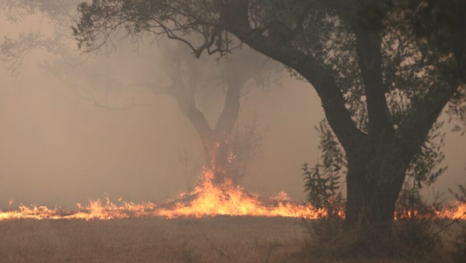 Meteo: 20% λιγότερες μεγάλες δασικές πυρκαγιές το 2023 στην Ελλάδα αλλά αυξήθηκαν κατά 270% οι καμένες εκτάσεις
