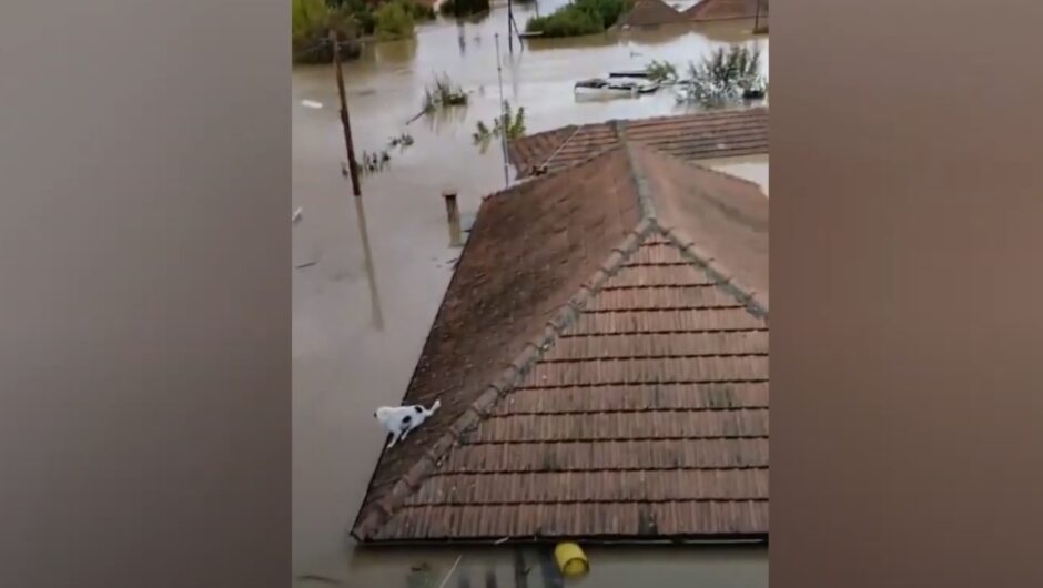 Συγκλονιστικό βίντεο: Το νερό έφθασε μέχρι τα κεραμίδια στη Μεταμόρφωση Καρδίτσας – Στις στέγες για να σωθούν οι κάτοικοι