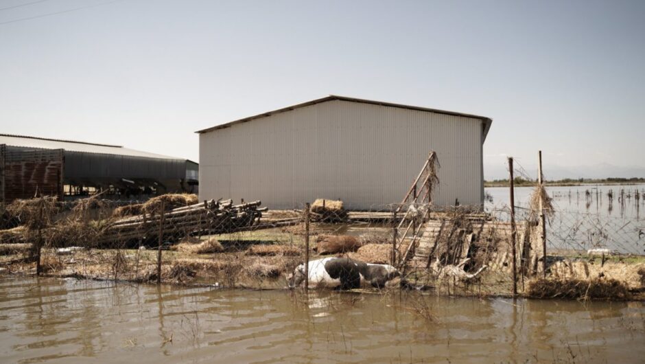 Κακοκαιρία Daniel: Υγειονομική βόμβα με χιλιάδες νεκρά ζώα σε χωράφια και στάνες