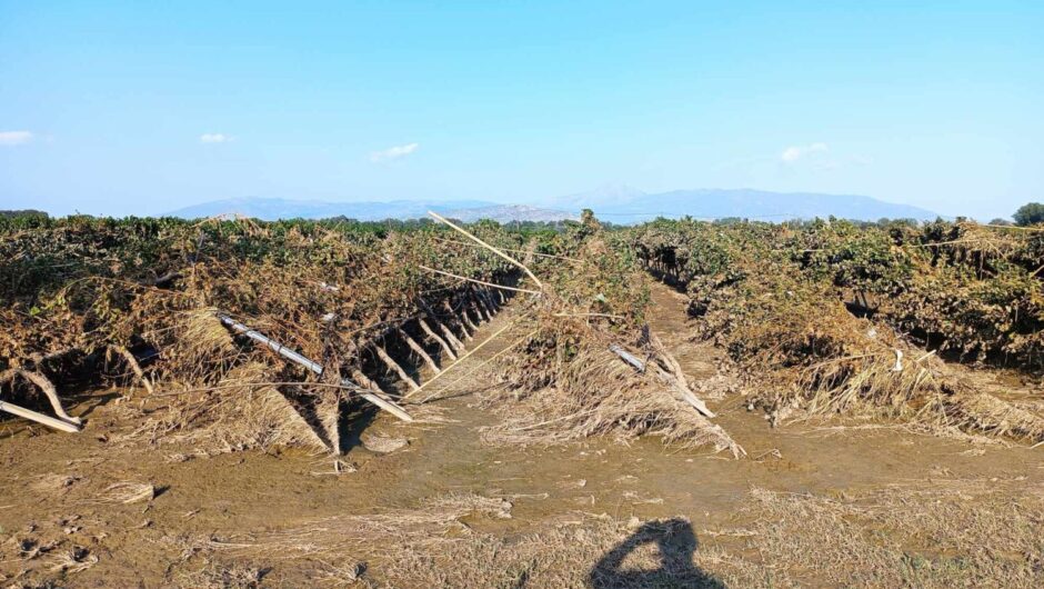 Ανυπολόγιστες καταστροφές στα αμπέλια της Φαλάνης (φωτ.)