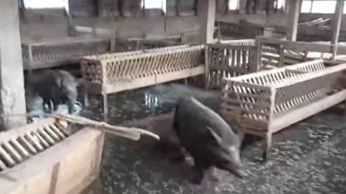 Αμπελώνας: Επιδρομή αγριογούρουνων στα πλημμυρισμένα ποιμνιοστάσια