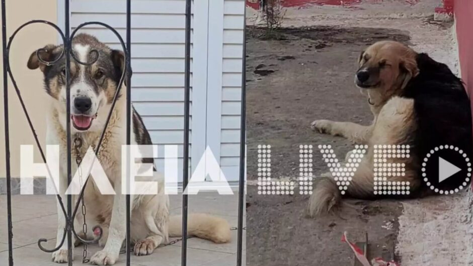 Αμαλιάδα: Καταγγελίες – φρίκη για περιστατικά κτηνοβασίας