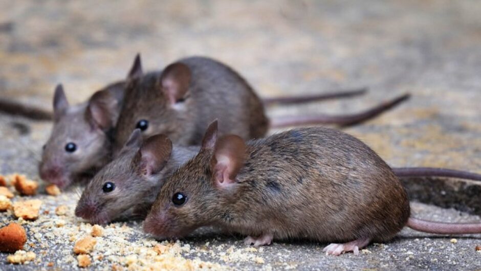 Θεσσαλία: Ένας νεκρός από λεπτοσπείρωση και δύο ακόμα νοσηλεύονται στις πληγείσες περιοχές – Ο ένας σε ΜΕΘ