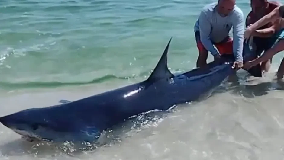 Φλόριντα: Τεράστιος καρχαρίας βγήκε στη… στεριά – Τρομακτικό ΒΙΝΤΕΟ από τη στιγμή της διάσωσής του