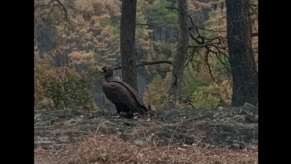 Δάσος Δαδιάς / Συγκλονιστικές εικόνες – Μαυρογύπες προσπαθούν να συνέλθουν από τον όλεθρο της φωτιάς