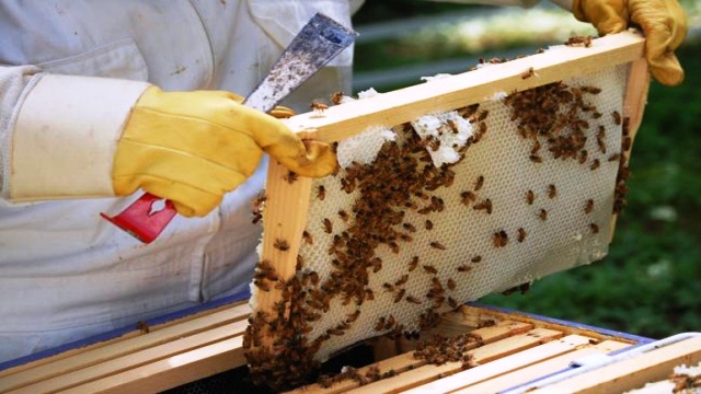 Ενημέρωση μελισσοκόμων