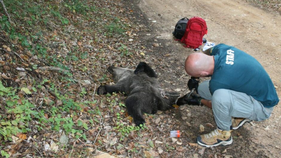 Φλώρινα / Λαθροκυνηγός εκτέλεσε αρκουδάκι