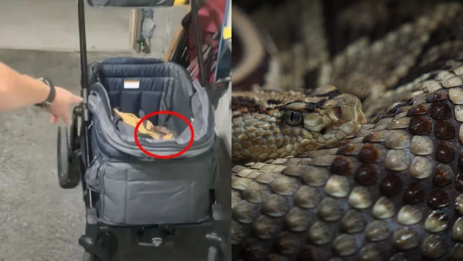 Βίντεο: Ζευγάρι βρήκε δηλητηριώδες φίδι στο καρότσι του μωρού τους