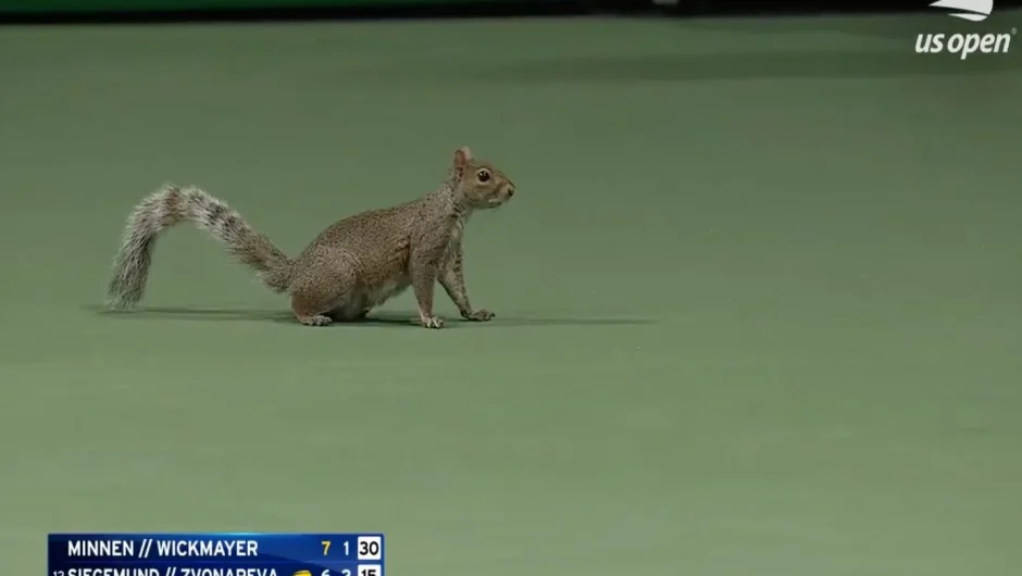 US Open: Σκιουράκι διέκοψε τον αγώνα – Δείτε βίντεο