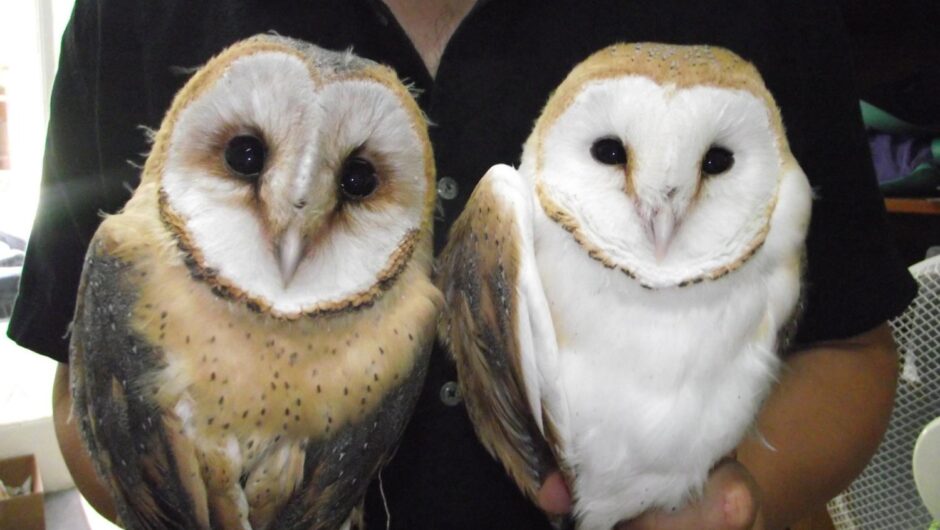 Η Τυτώ στην υπηρεσία των αγροτών στη Θεσσαλία – Πότε θα δούμε εκρήξεις τρωκτικών