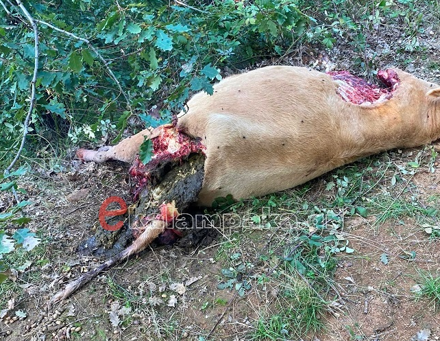 Μετέωρα: Αρκούδα κατασπάραξε αγελάδα κοντά στην Υπαπαντή