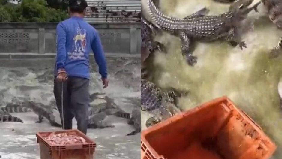 Θαρραλέος αγρότης στην Ταϊλάνδη ταΐζει 10.000 κροκόδειλους κάθε ημέρα