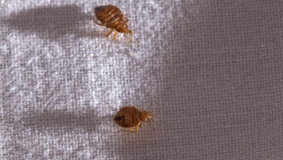 Τσίμπημα κοριού: Τι μπορεί να προκαλέσει στον άνθρωπο – Δεν αποκλείονται οι διαστάσεις επιδημίας και στην Ελλάδα