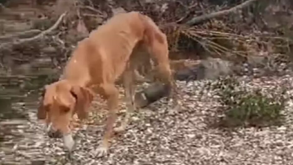 Χαλκιδική: Έδεσε σύρμα στην κοιλιά σκύλου για να σέρνει τενεκεδάκι – Βίντεο ντροπής και φρίκης