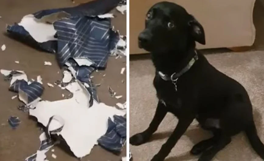 Κουτάβι VS ρολού ταπετσαρίας: 1-0