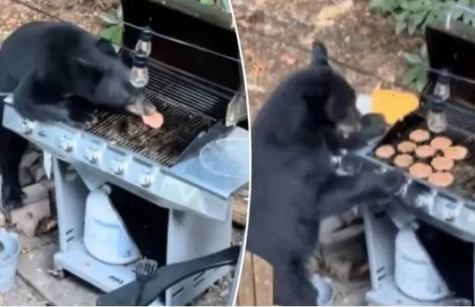 «Μια πείνα την έχει»: Αρκούδα μπήκε σε αυλή, έφαγε μπιφτέκια από ψηστιέρα και στο τέλος ήπιε αναψυκτικό- Δείτε βίντεο