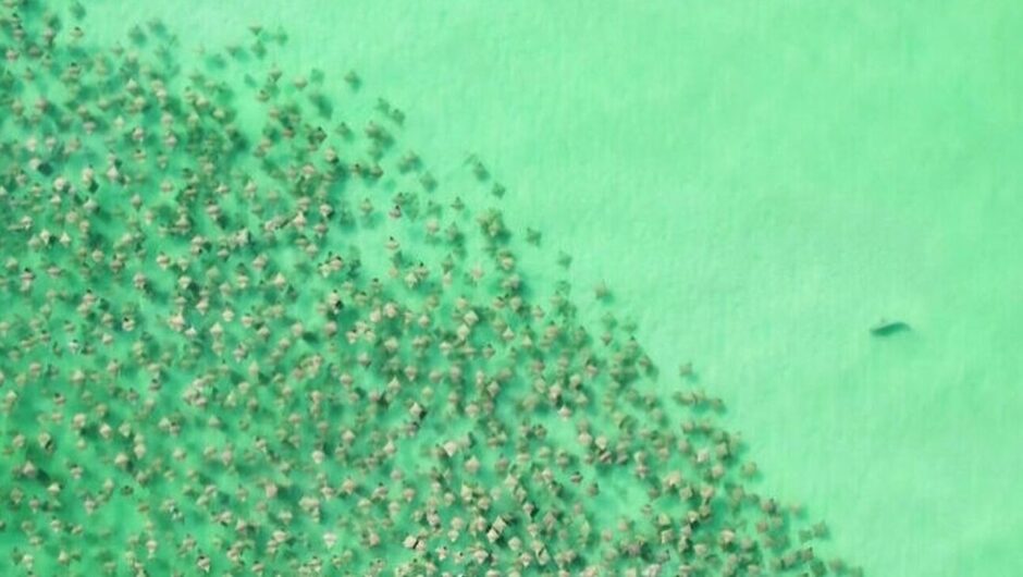 Φλόριντα: Καρχαρίας κυνηγά εκατοντάδες σαλάχια στα ανοιχτά των ακτών