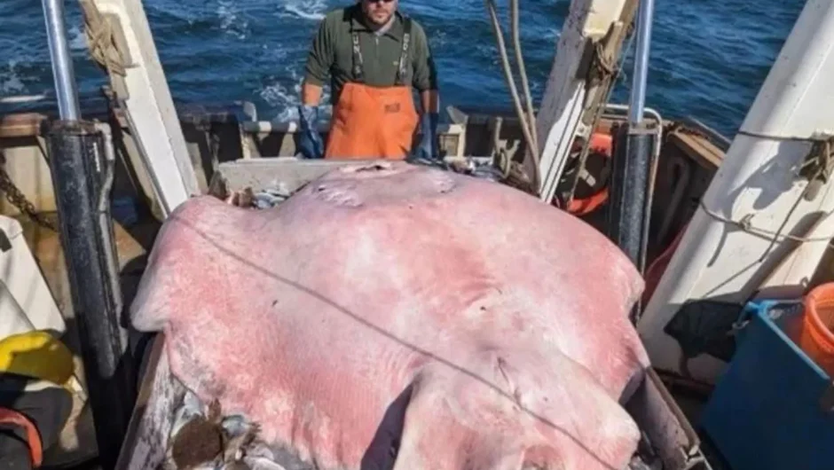 Έπιασαν σαλάχι 181 κιλών – Το απελευθέρωσαν στη θάλασσα