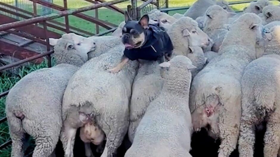 Ένα γαλλικό μπουλντόγκ πιστεύει… πως είναι τσοπανόσκυλο – Ξεκαρδιστικό βίντεο