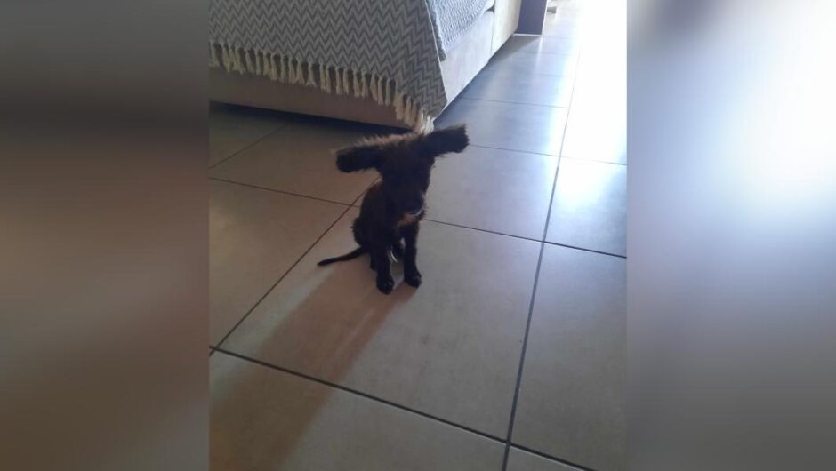 Μύθος / Το σκυλάκι με τα ιδιαίτερα αυτιά που έλιωσε το internet