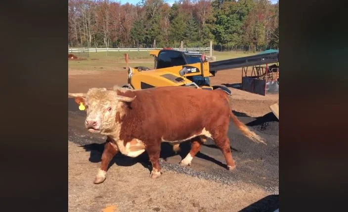 Ταύρος βοηθάει αγρότη με τις καθημερινές δουλειές της φάρμας – Δείτε το αξιολάτρευτο βίντεο