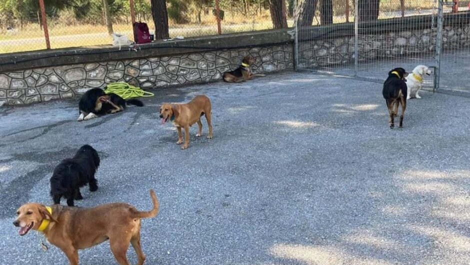 Ενθαρρυντικά τα μηνύματα για τη διαχείριση των αδέσποτων σε Δήμους του νομού Λάρισας