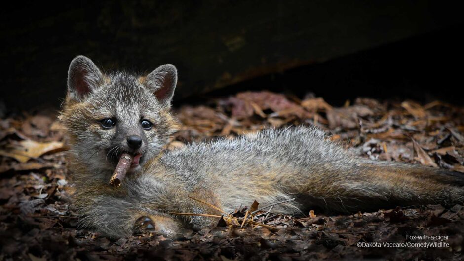 Οι πιο αστείες φωτογραφίες ζώων που κυκλοφορούν στο ίντερνετ