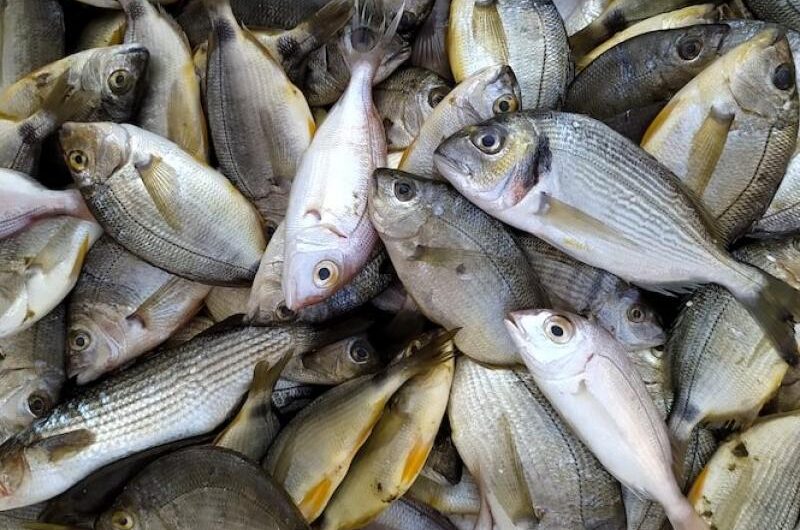 Τα ψάρια και οι εποχές τους