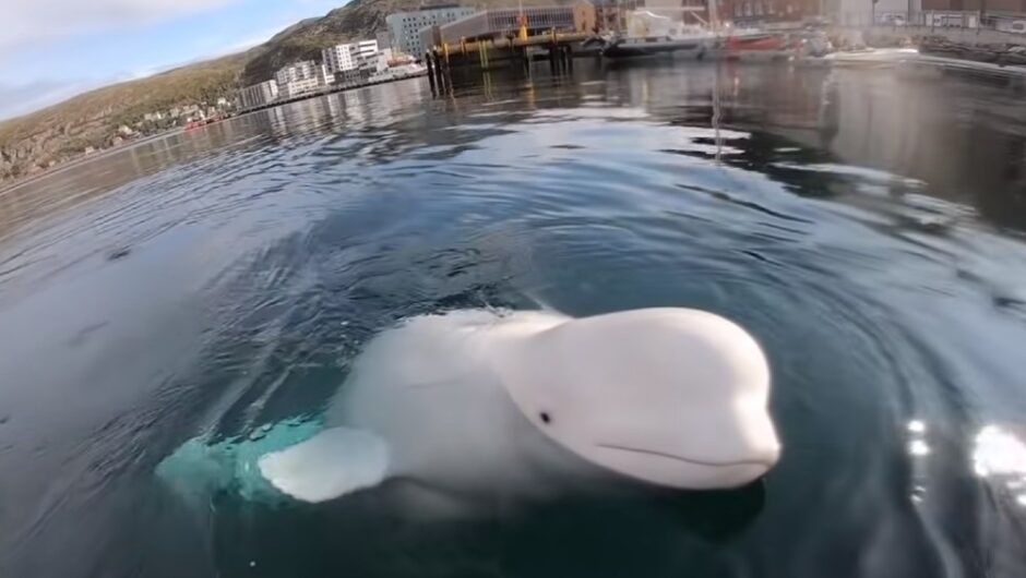 Νορβηγία: Παρακαλείστε να μην παίζετε με την φάλαινα-κατάσκοπο