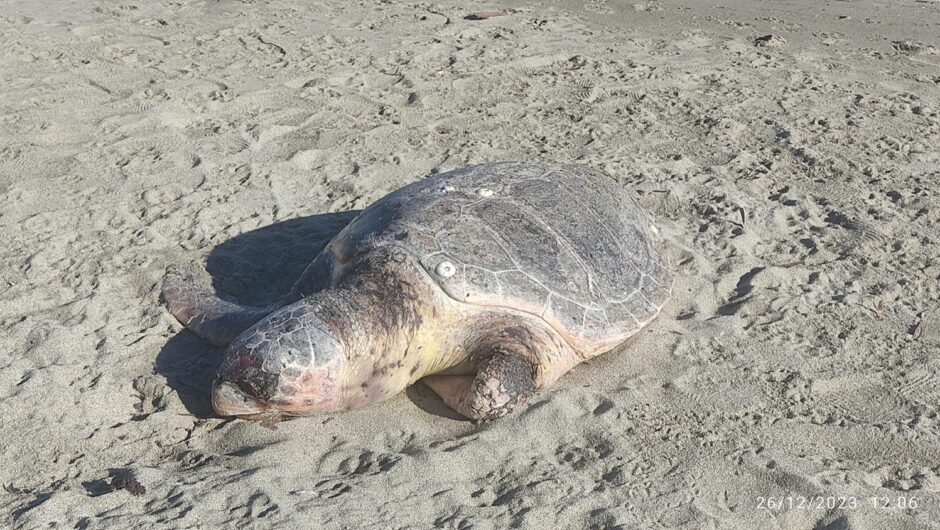 Θλιβερές εικόνες: Θαλάσσια χελώνα ξεβράστηκε νεκρή σε παραλία της Λάρισας (φωτο)