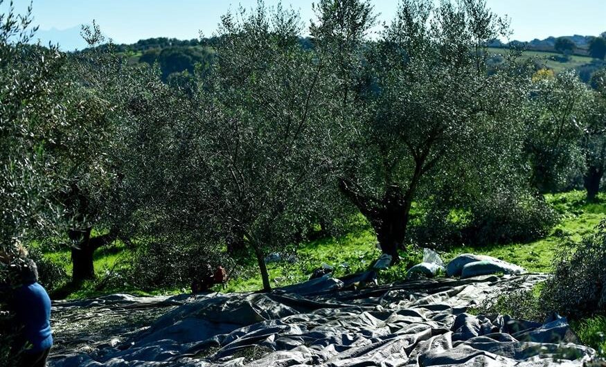 Τρόφιμα: Χρυσό μετάλλιο ακρίβειας στο ελληνικό χωράφι, ενώ οι τιμές υποχωρούν στην Ευρώπη
