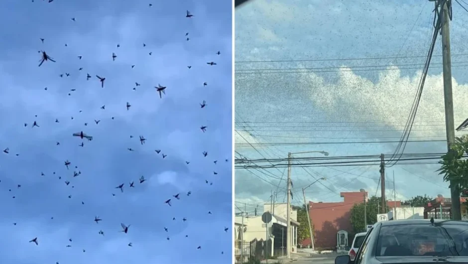 Απόκοσμες εικόνες στο Μεξικό: Ακρίδες έκρυψαν τον ουρανό – «Το τέλος του κόσμου»