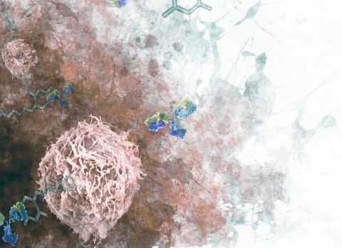 Καρέ – καρέ πώς ο καρκίνος αχρηστεύει το ανοσοποιητικό σύστημα