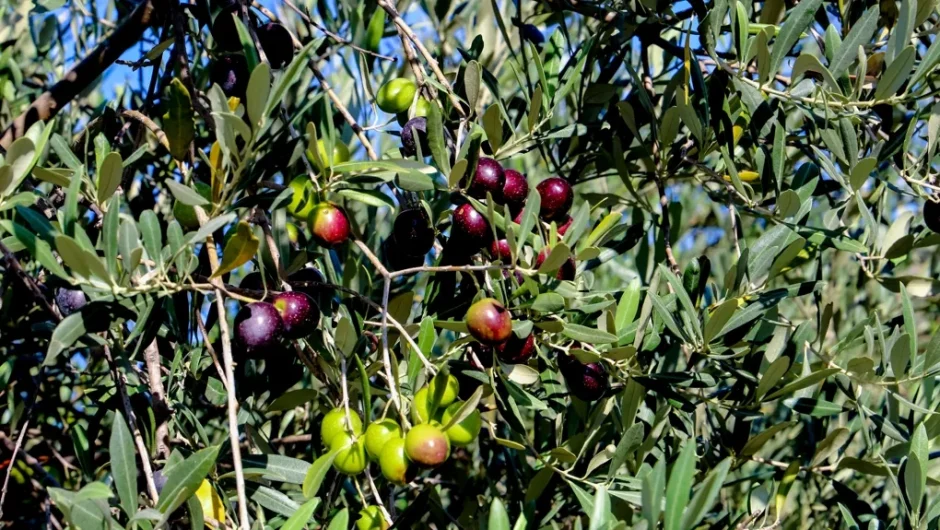Νέα κανονικότητα τα καιρικά φαινόμενα και το αυξημένο κόστος παραγωγής