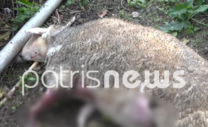 Άγρια σκυλιά κατασπάραξαν το κοπάδι του – Φοβάται και για τη ζωή του ο κτηνοτρόφος στην Αρχαία Ολυμπία