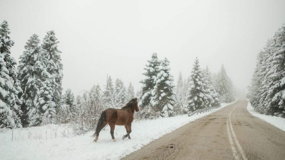 Χιόνια στο Περτούλι: Εικόνες βγαλμένες από παραμύθι στα ορεινά των Τρικάλων