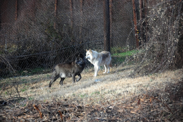 Απίστευτα πλάνα: Αγρότης όργωνε μαζί με αγέλη λύκων στο Μετόχι Σερρών