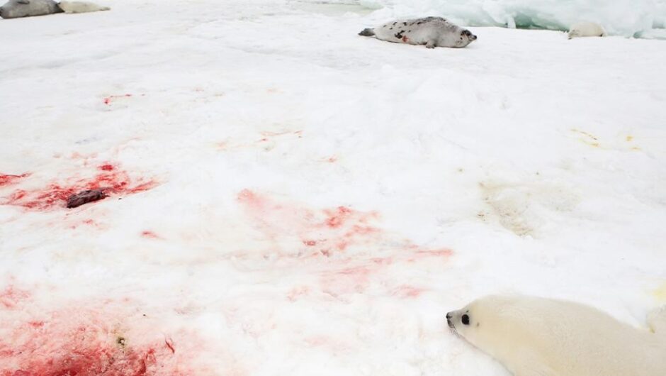 Ιστορίες χωρίς φωνή / Όταν ο πάγος βάφεται κόκκινος
