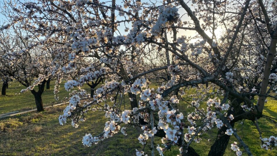 Πότε θα αποζημιωθούν καλλιέργειες που επλήγησαν από τον παγετό – Τι είπε ο Ανδρέας Λυκουρέντζος